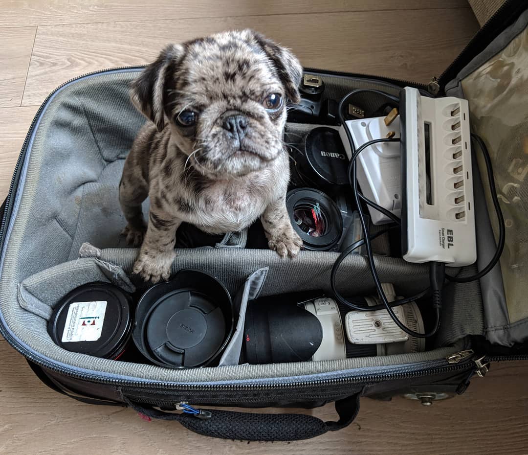 Stilton Pug puppy